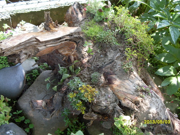 mały ogródek skalny (a właściwie na korzeniu)