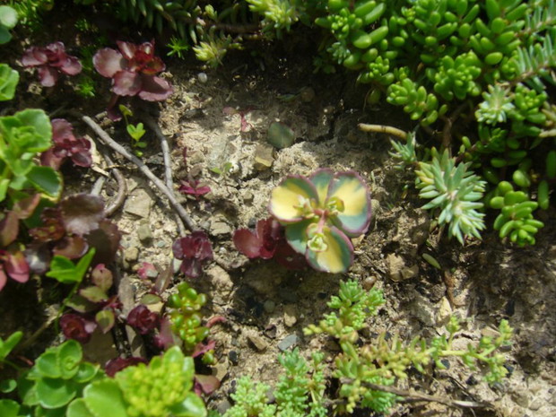 Miesiąc temu skubnęłam u kuzynki i już pięknie się mi rozmnaża:)