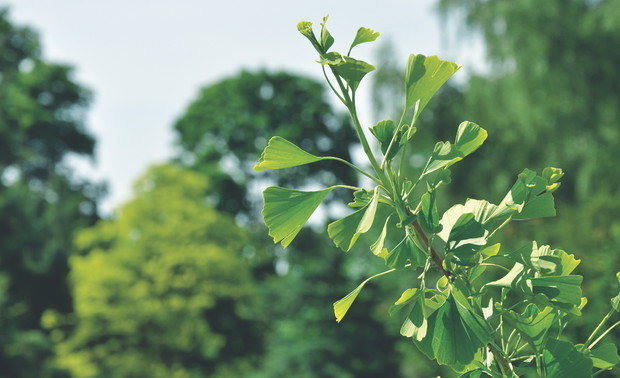 Miłorząb dwuklapowy świetnie czuje się na stanowiskach nasłonecznionych