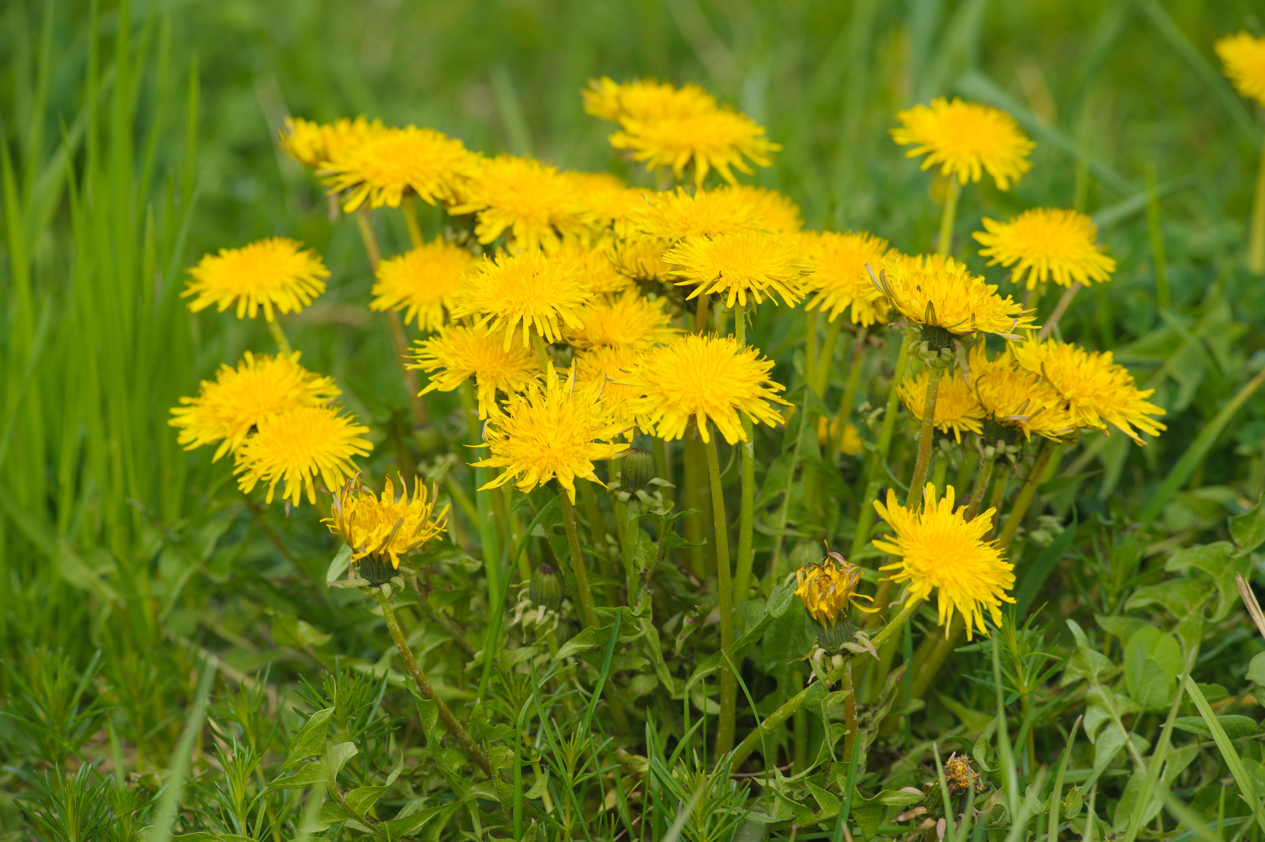 Mniszek pospolity, zwany potocznie mleczem
