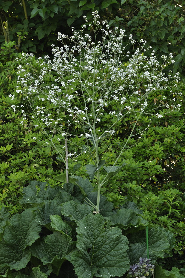 Modrak z gatunku Crambe cordifolia dorasta do 180 cm