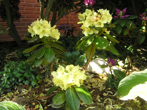 moj nowy róznecznik do kolekcji :)