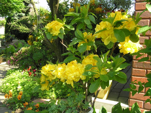 
Moja ulubiona pora roku to wiosna wraz z którą w ogrodzie rozkwitają  azalie. 