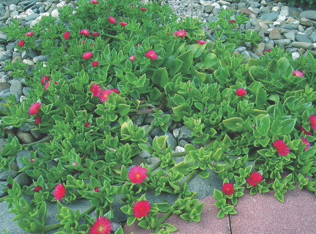 Moja wakacyjna „zdobycz” – aptenia sercowata