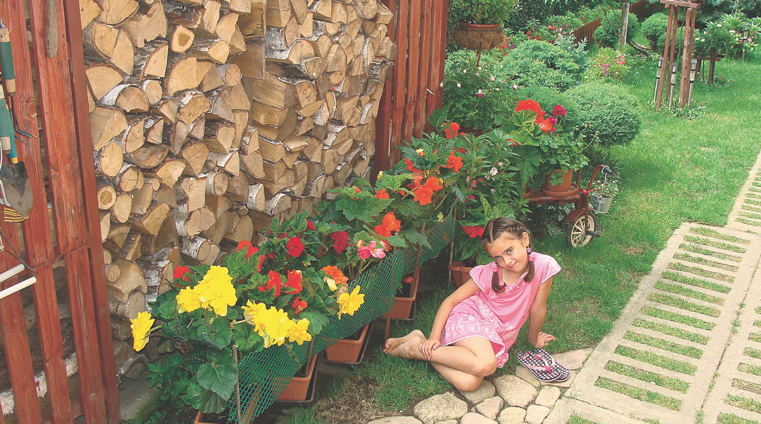 „Moja wnuczka Kornelka na tle drewutni i kwitnących begonii”, pisze nasza czytelniczka