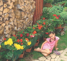 „Moja wnuczka Kornelka na tle drewutni i kwitnących begonii”, pisze nasza czytelniczka