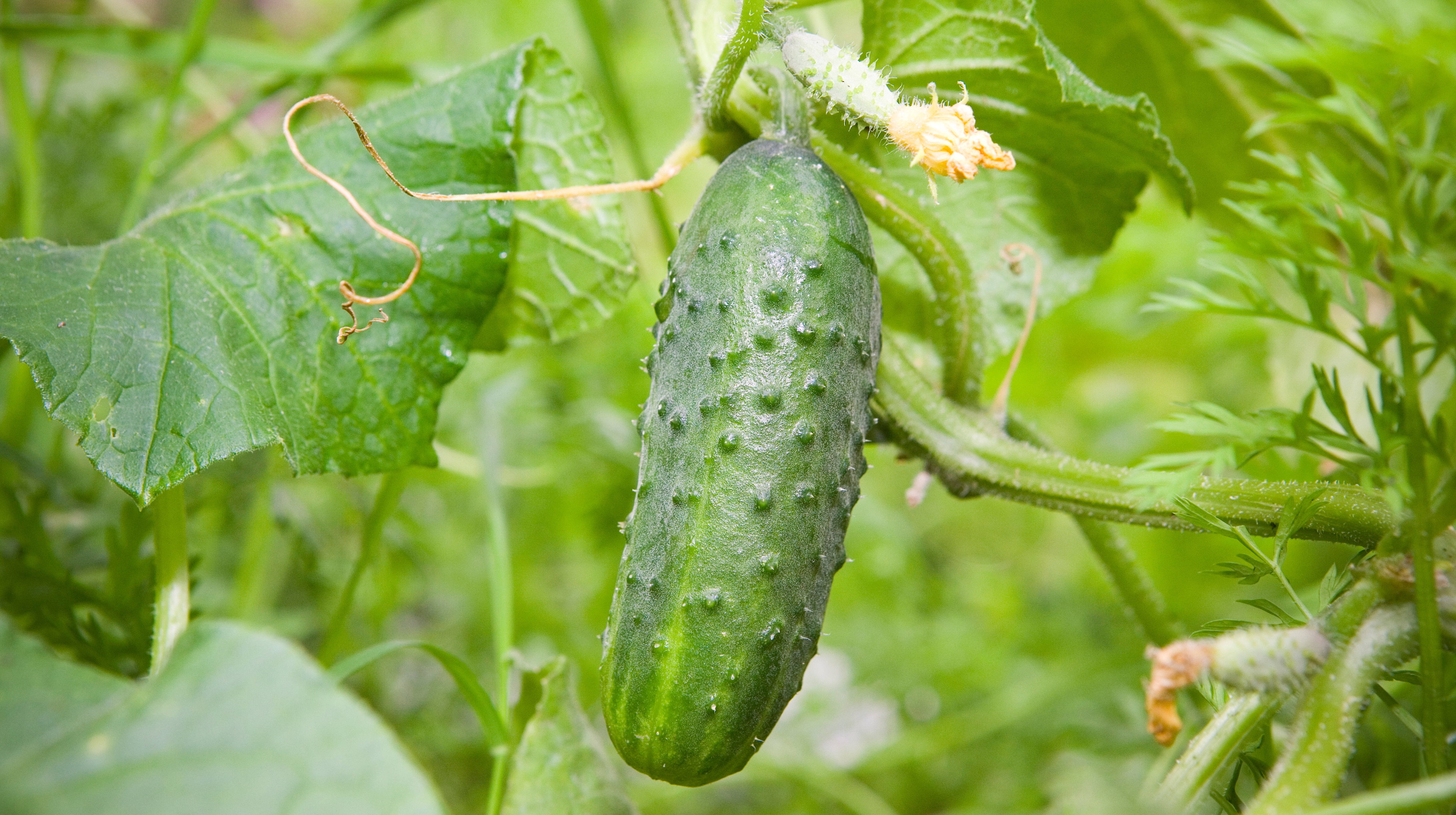 Możemy przyciąć ogórki nad 4-5 liściem pędu głównego. Rośliny będą tworzyły więcej pędów bocznych, na których wyrosną kwiaty żeńskie, a z nich owoce.
