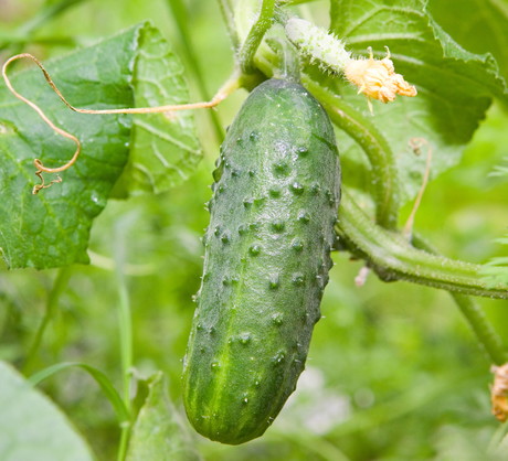 Możemy przyciąć ogórki nad 4-5 liściem pędu głównego. Rośliny będą tworzyły więcej pędów bocznych, na których wyrosną kwiaty żeńskie, a z nich owoce.