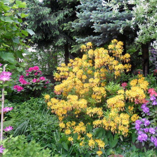 Na azalie i różaneczniki obsypane kwiatami czekam zawsze cala zime.