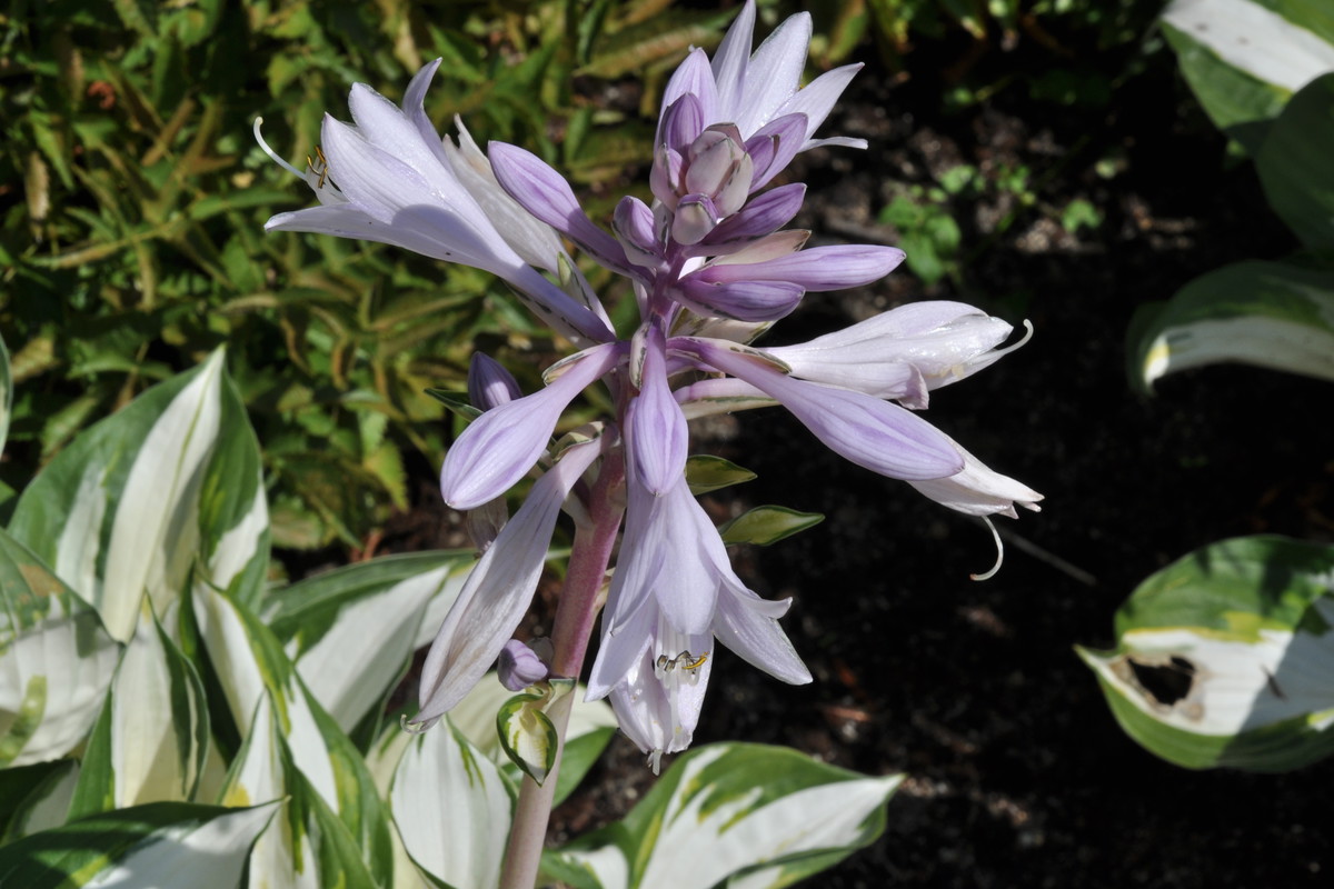 Na rabatach pozbawionych światła niezawodnie kwitną funkie.