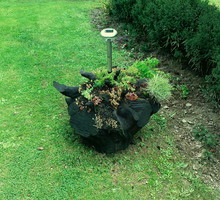 "Na środku drewnianego skalniaka umieściłam lampę solarną. Wieczorem aranżacja służy jako latarnia." - Urszula Tomusiak