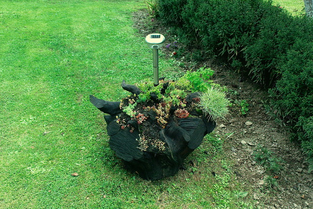 "Na środku drewnianego skalniaka umieściłam lampę solarną. Wieczorem aranżacja służy jako latarnia." - Urszula Tomusiak