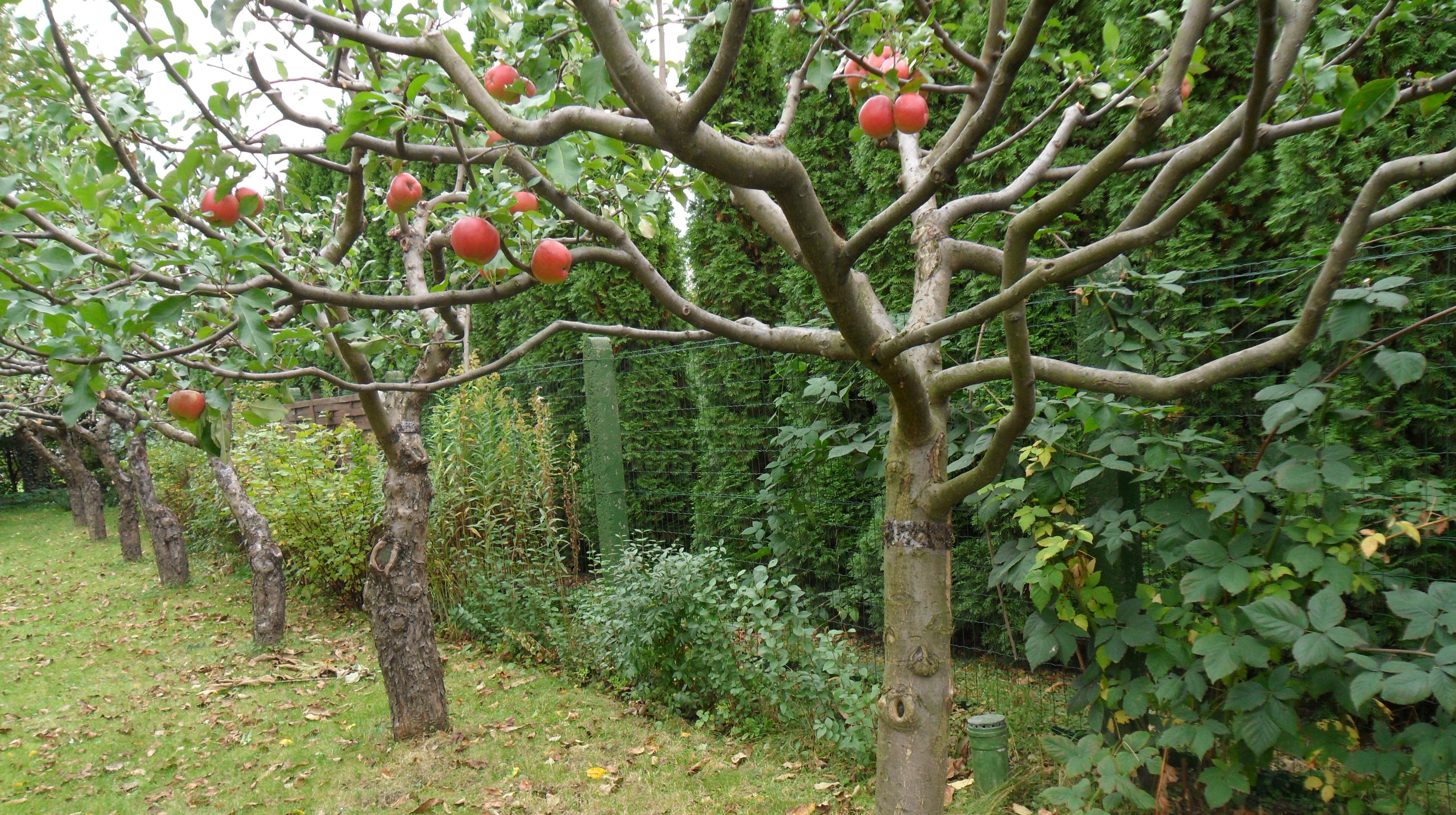 Najmniej widoczna jest siatka leśna o cienkich drutach i małych oczkach.