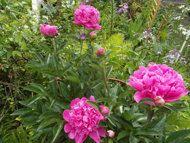 Najpiękniejsze i najwięcej niechcianych gości w postaci mrówek na pąkach  :/ 