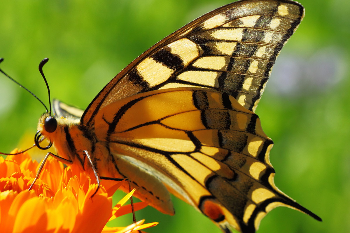 Największym motylem jest paź królowej (rozpiętość skrzydeł do 8 cm). Dorosłe owady odbywają często dalekie loty jesienno-wiosenne. Piękne gąsienice lubią żerować na liściach kopru i marchwi