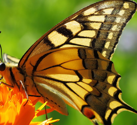 Największym motylem jest paź królowej (rozpiętość skrzydeł do 8 cm). Dorosłe owady odbywają często dalekie loty jesienno-wiosenne. Piękne gąsienice lubią żerować na liściach kopru i marchwi