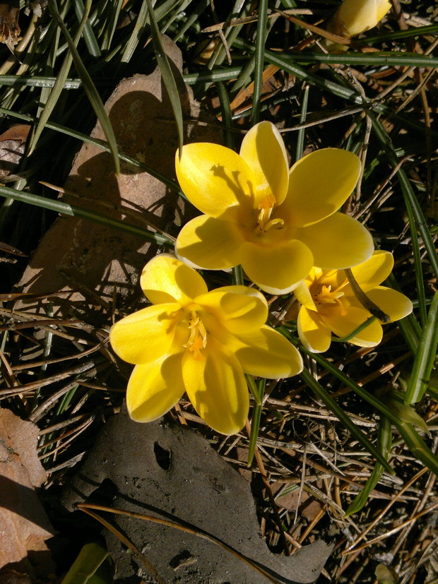 Nareszcie wiosna:) To efekt mojej jesiennej próby sadzenia krokusów:) 