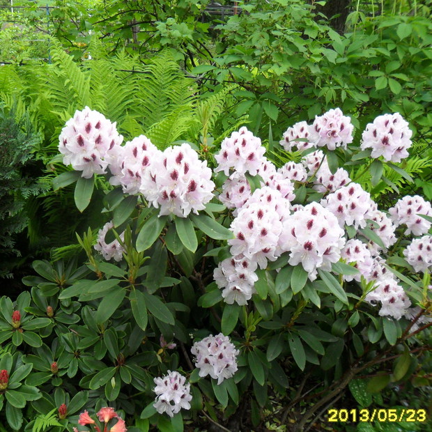 nast. różanecznik.