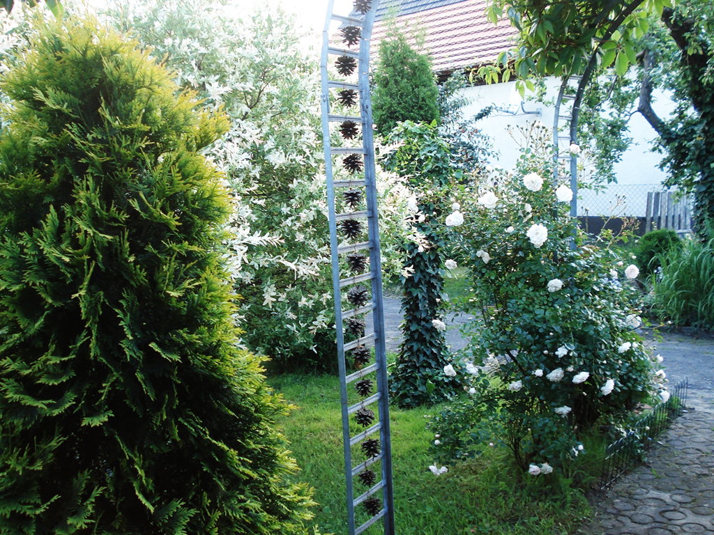 „Naszą pergolę ozdobiliśmy szyszkami przywiezionymi z wakacji”, pisze Krystyna Matyjaszczyk.