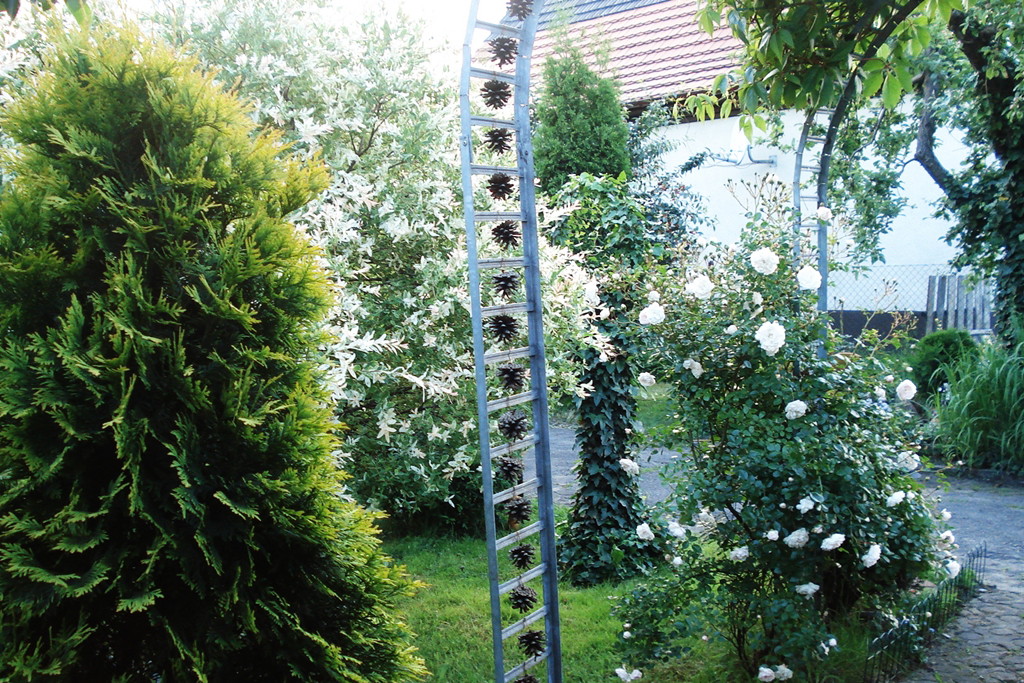 „Naszą pergolę ozdobiliśmy szyszkami przywiezionymi z wakacji”, pisze Krystyna Matyjaszczyk.