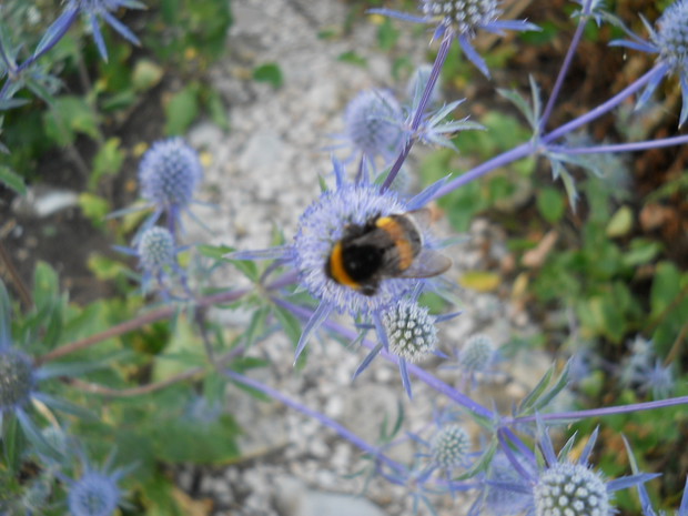 Nie ma jak miododajny mikołajek.