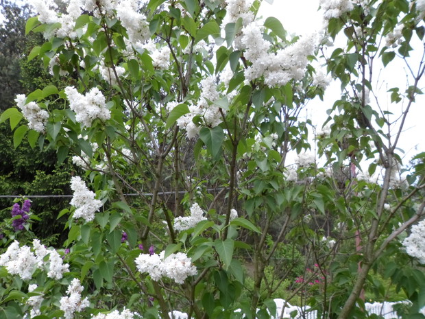 Nie mogło zabraknąć bzu