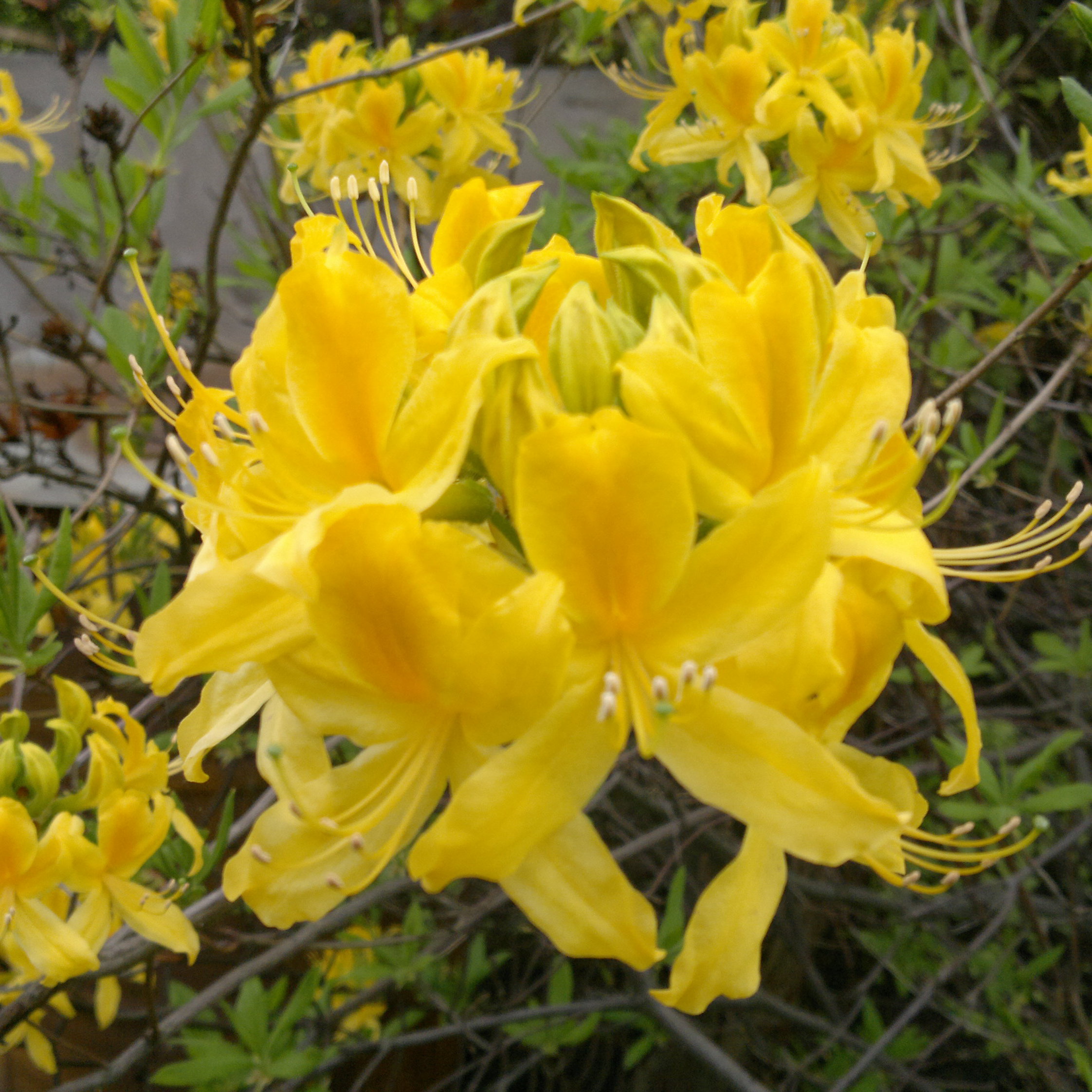 Nie tylko pięknie wygląda, ale i zapach ma zniewalający:):):)