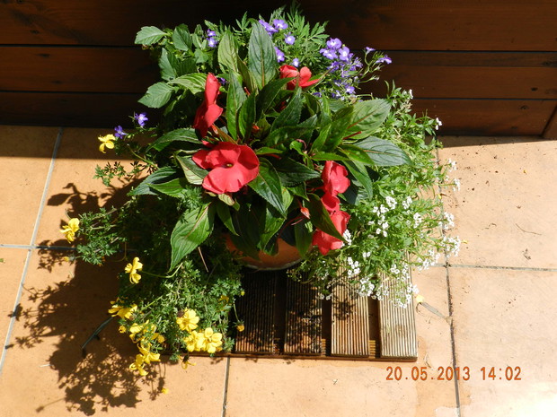 niecierpki,lobelia,uczep ,smagliczka