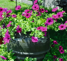 "O rośliny w beczce dbamy tak samo, jak o te na parapecie." - Lucjan Socha