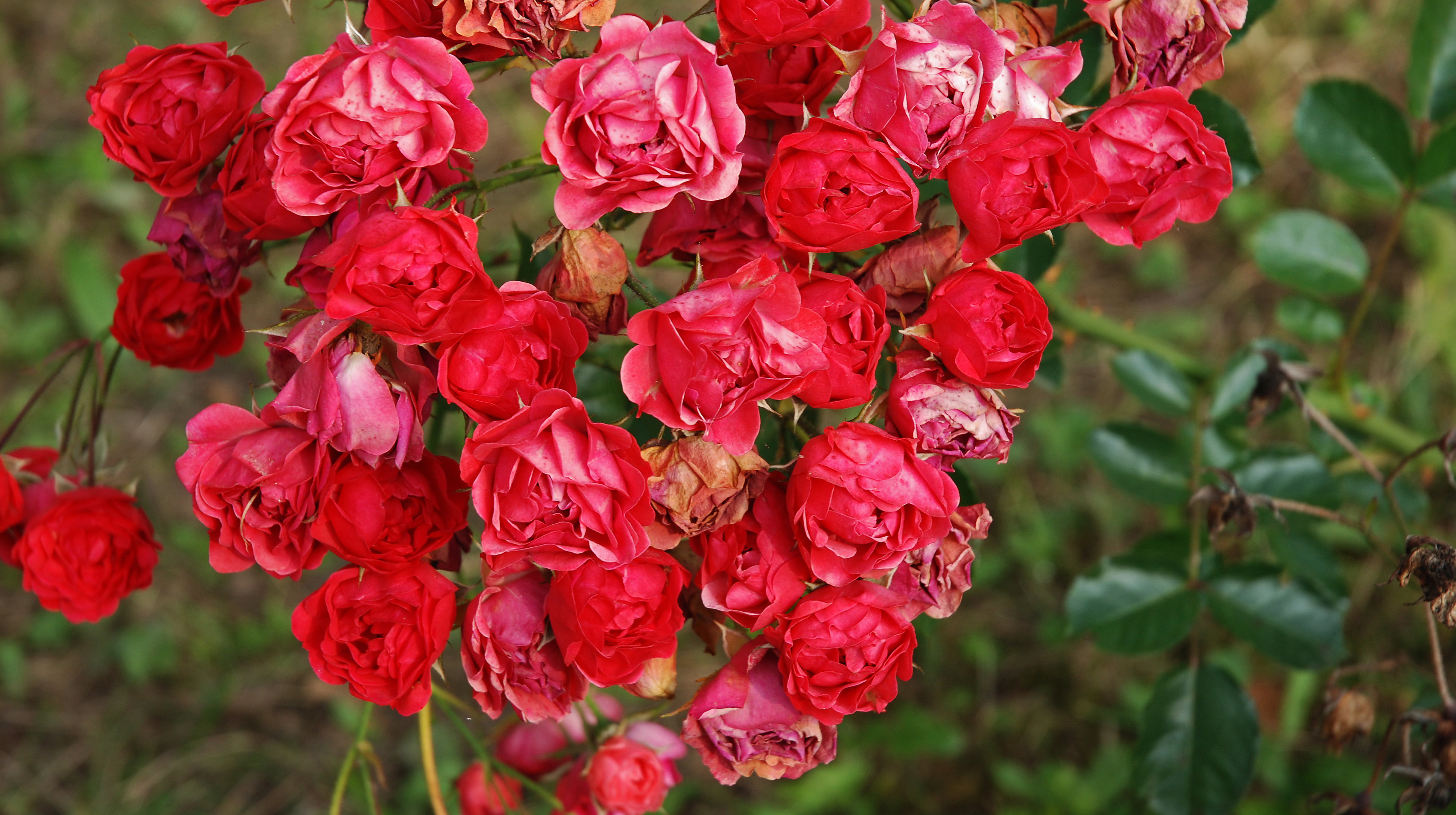 Obserwujemy zdrowotność róż. W czerwcu pojawiają się pierwsze objawy porażenia przez mączniaka prawdziwego i czarną plamistość.