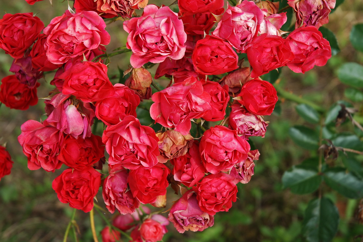 Obserwujemy zdrowotność róż. W czerwcu pojawiają się pierwsze objawy porażenia przez mączniaka prawdziwego i czarną plamistość.