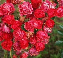 Obserwujemy zdrowotność róż. W czerwcu pojawiają się pierwsze objawy porażenia przez mączniaka prawdziwego i czarną plamistość.