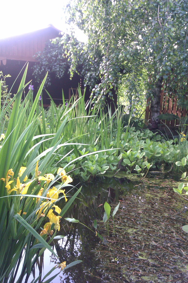 Oczko wodne (cz.2) Znajdują się tu przeróżne rośliny i zwierzęta :)