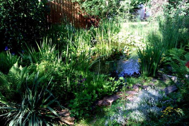 Oczko wodne zamieszkują również kolorowe karpie koi, traszki, żółwie czerwonolice, a w tym roku wprowadził się również niegroźny zaskroniec... Miejsce tu mają również różne gatunki ptaków, które wiją swoje gniazda, m.in. szpaki, jaskółki, kopciuszki czy k