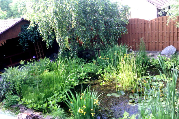 Oczko wodne ze strumykiem i wodospadem. Można tu spotkać różne gatunki żab od zielonej żaby wodnej po pięknie "śpiewające" kumaki.