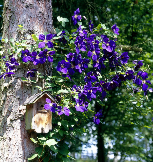 Odmiany kwitnące latem trzeba co roku przycinać. Robi się to na wiosnę, jeszcze nim ruszy wegetacja