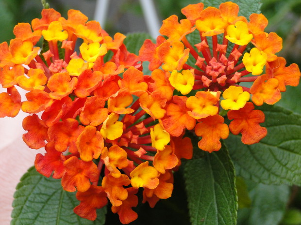 Odpowiednią dla nich glebą jest torf z ziemią kompostową w stosunku 2:1.