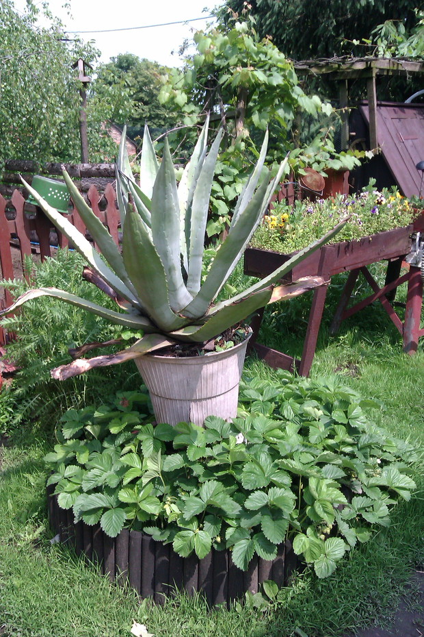 Ogromna Agawa (uwierzcie, przenoszenie jej do piwnicy na zimę jest ogromnym problemem),  a tuż przy ziemi smaczne samosiejki truskawek :)