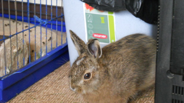 Ostatni dzień przed wypuszczeniem na wolność.