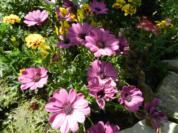 osteospermum na rabacie pod wierzba iwą