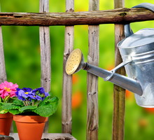 Pamiętajmy, że rośliny w pojemnikach należy podlewać prawie codziennie.