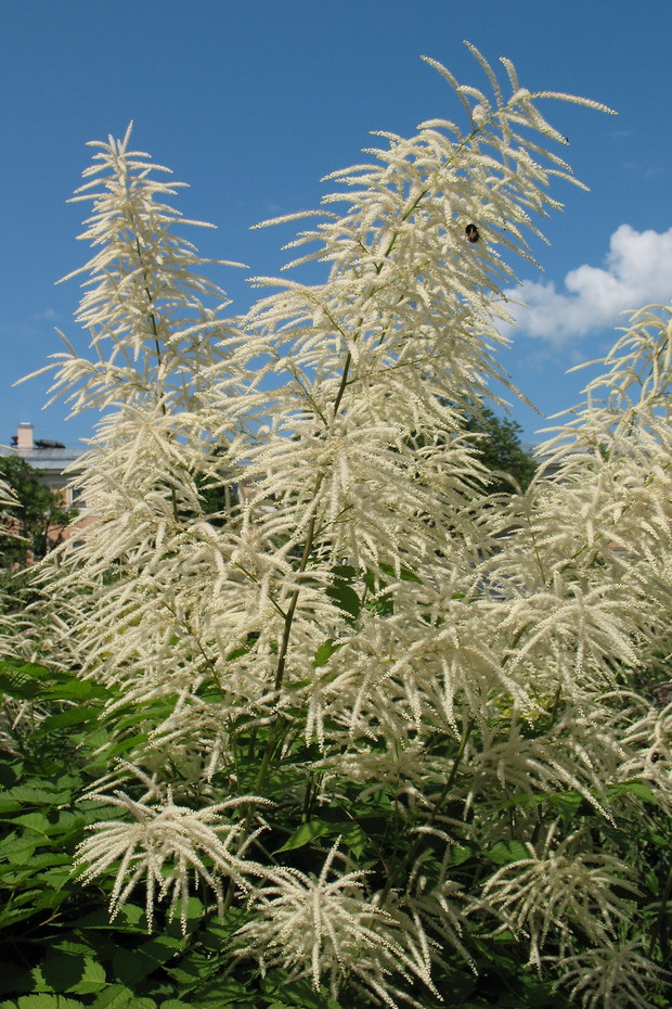 Parzydło kwitnie od czerwca do lipca, osiągając wysokość do 2 m
