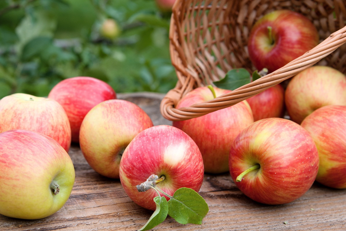 Październik to praktycznie ostatni miesiąc dojrzewania późnozimowych jabłek