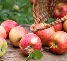 Październik to praktycznie ostatni miesiąc dojrzewania późnozimowych jabłek