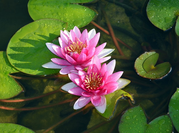 Perry s Dwarf Red jest odmianą wolno rosnącą. Polecana do niedużych zbiorników