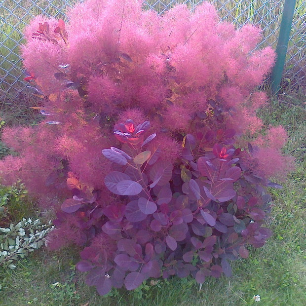 Perukowiec zadziwia nas bujną czupryną.