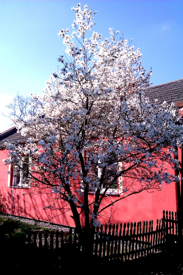 Piękna biała magnolia w pełnym rozkwicie :)