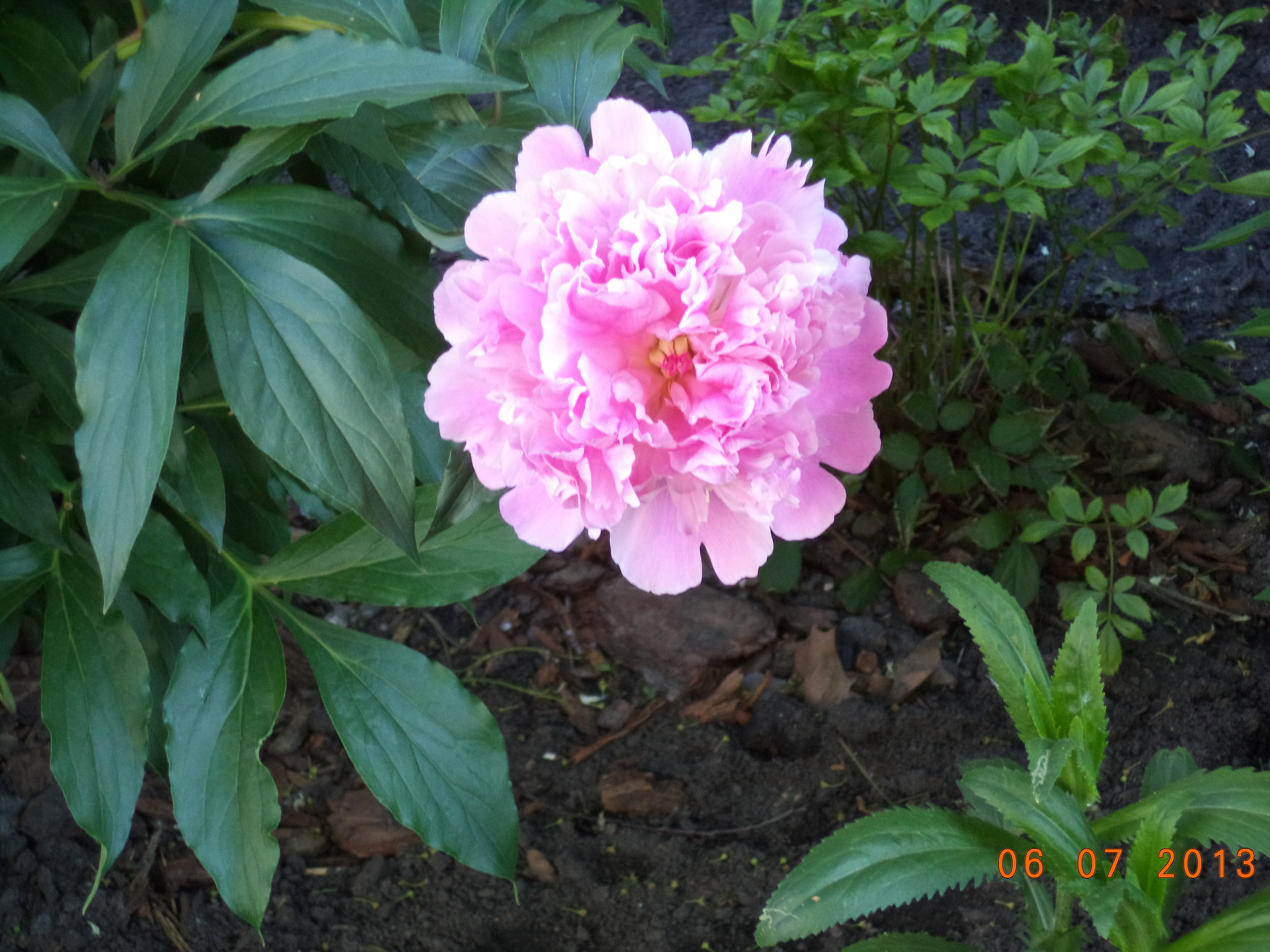 piekna piwonia zwana bujonem