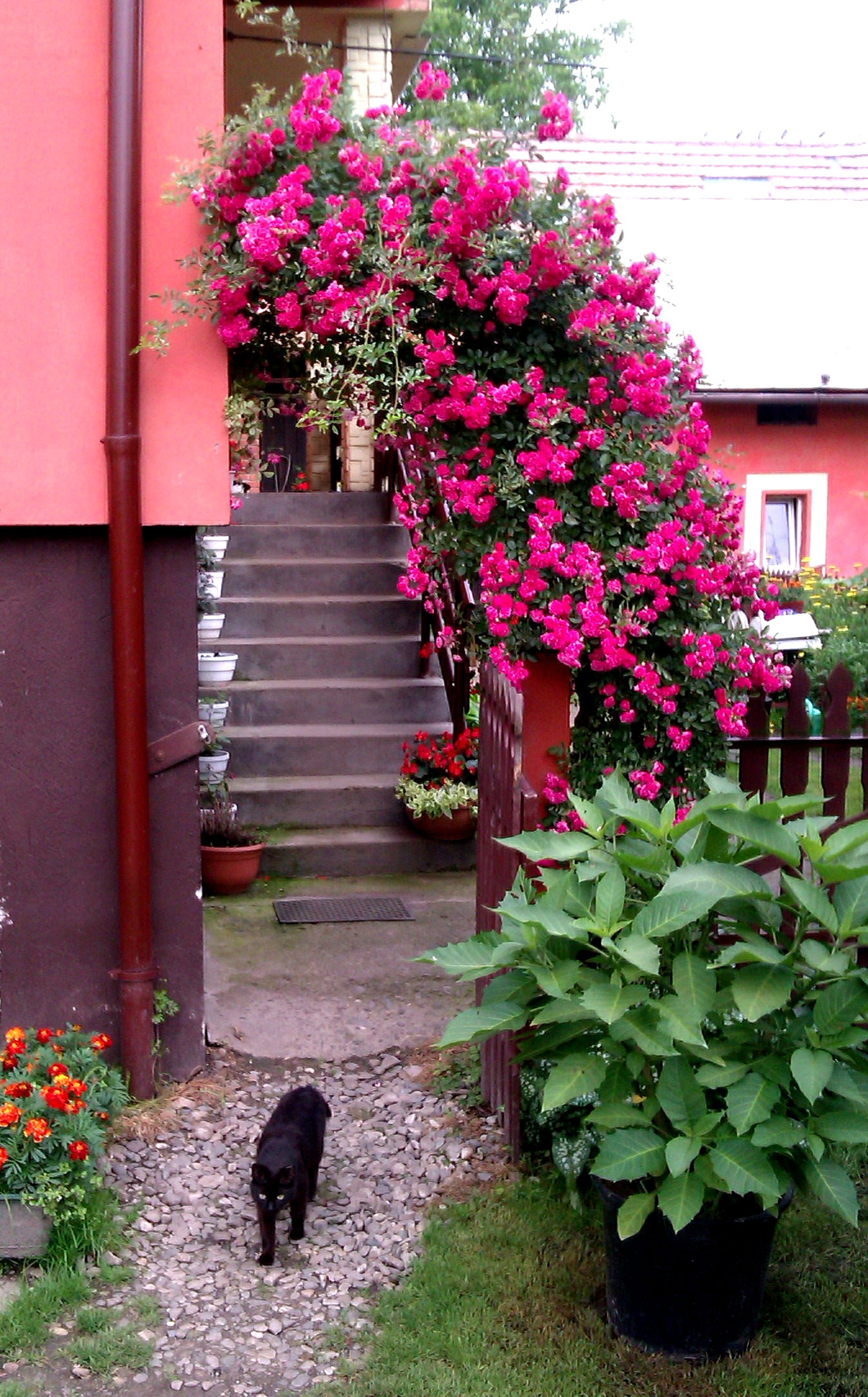 Piękna róża na powitanie, bielunie w donicach oraz ulubione śmierdziuszki. 