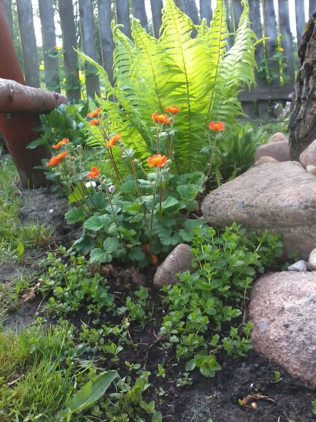 piękna zieleń paproci